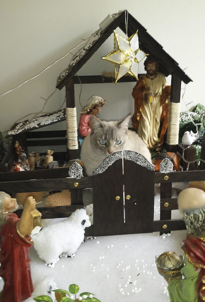 40 Times Cats Hilariously Crashed Nativity Scenes 40 Times Cats Hilariously Crashed Nativity Scenes