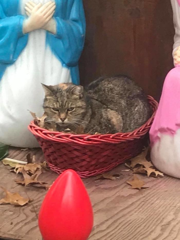 Everyone Can&#8217;t Stop Laughing After This Grumpy Cat Crashed A Nativity Scene In NYC