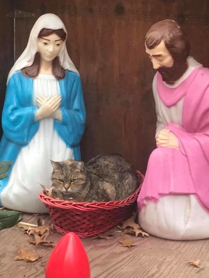 Everyone Can’t Stop Laughing After This Grumpy Cat Crashed A Nativity Scene In NYC Everyone Can’t Stop Laughing After This Grumpy Cat Crashed A Nativity Scene In NYC