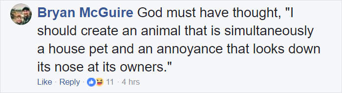 Everyone Can&#8217;t Stop Laughing After This Grumpy Cat Crashed A Nativity Scene In NYC