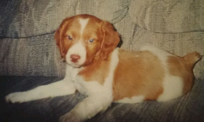 After Losing Her Dog, This Woman Created This Heartbreaking Comic, And It Will Make You Cry