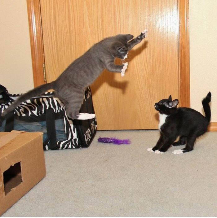 204 Perfectly Timed Photos That Will Mess With Your Head 204 Perfectly Timed Photos That Will Mess With Your Head