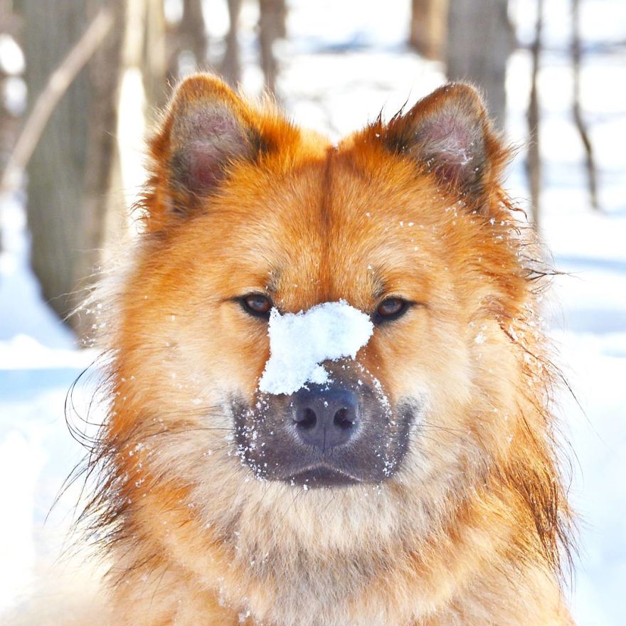 My Little Fox Disguised As A Dog My Little Fox Disguised As A Dog