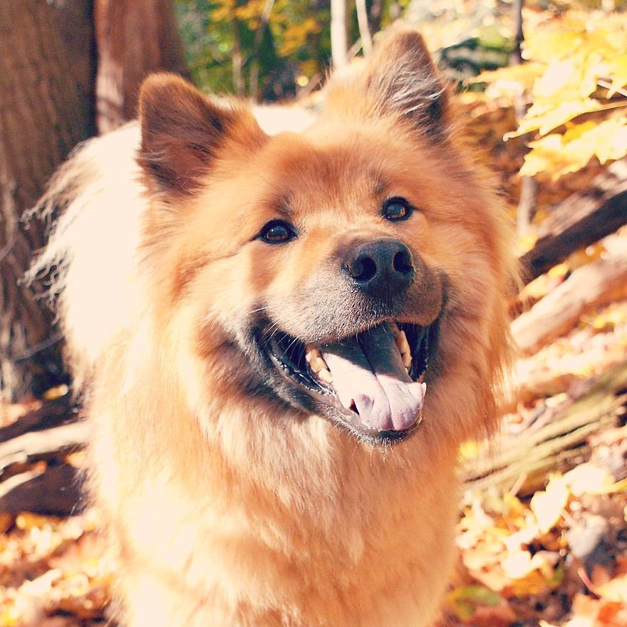 My Little Fox Disguised As A Dog My Little Fox Disguised As A Dog