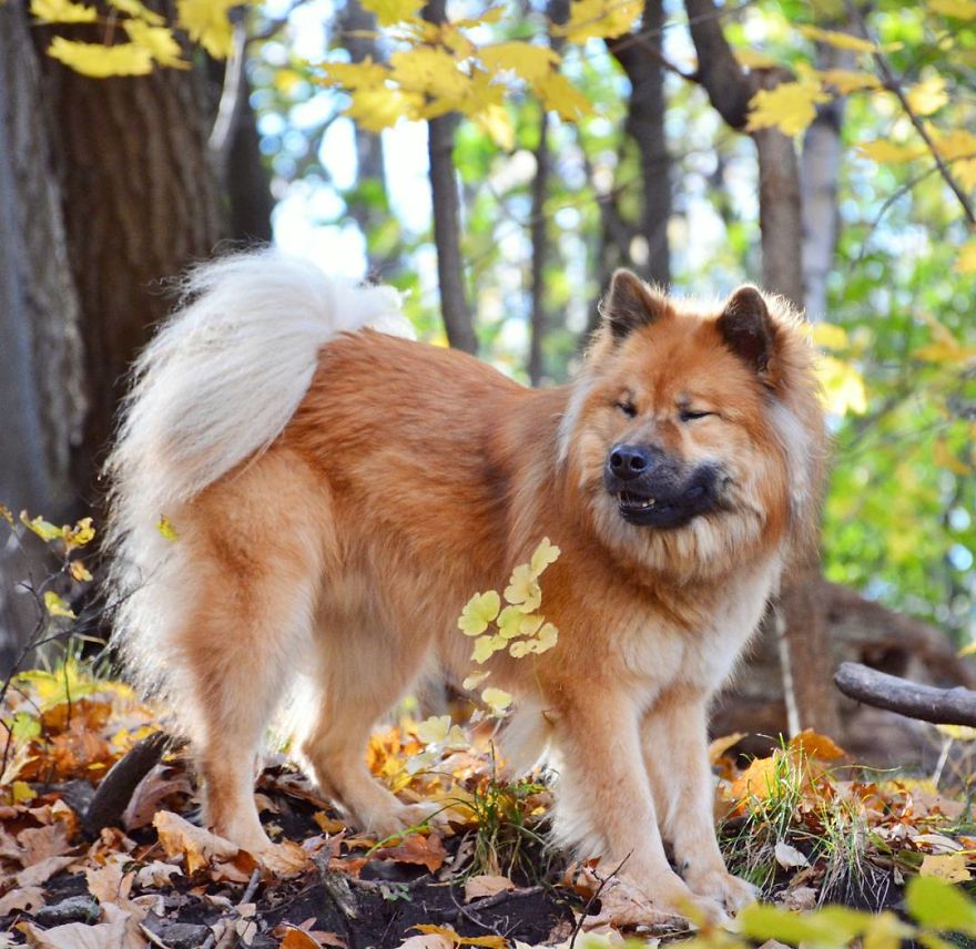 My Little Fox Disguised As A Dog My Little Fox Disguised As A Dog