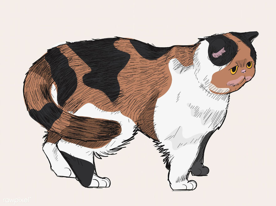 Our Designer Just Illustrated Different Types Of Cat Breeds And We Are Freaking Out By How Cute They Are Our Designer Just Illustrated Different Types Of Cat Breeds And We Are Freaking Out By How Cute They Are