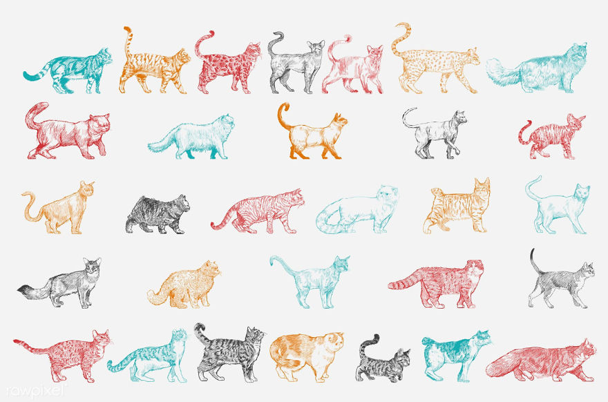 Our Designer Just Illustrated Different Types Of Cat Breeds And We Are Freaking Out By How Cute They Are Our Designer Just Illustrated Different Types Of Cat Breeds And We Are Freaking Out By How Cute They Are