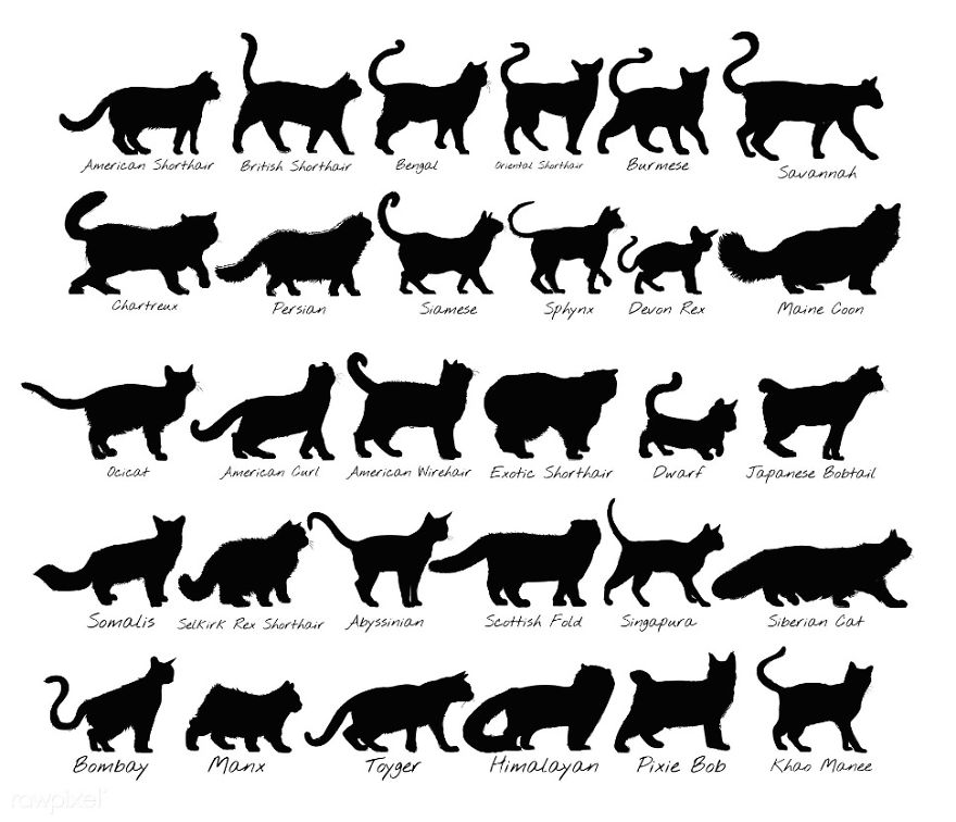 Our Designer Just Illustrated Different Types Of Cat Breeds And We Are Freaking Out By How Cute They Are Our Designer Just Illustrated Different Types Of Cat Breeds And We Are Freaking Out By How Cute They Are