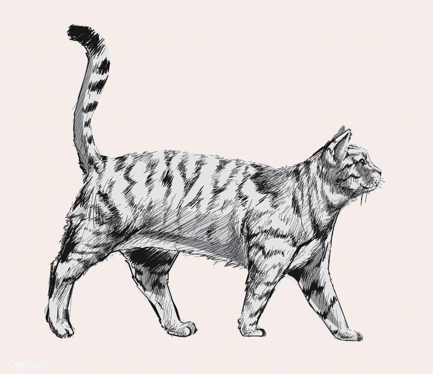 Our Designer Just Illustrated Different Types Of Cat Breeds And We Are Freaking Out By How Cute They Are Our Designer Just Illustrated Different Types Of Cat Breeds And We Are Freaking Out By How Cute They Are