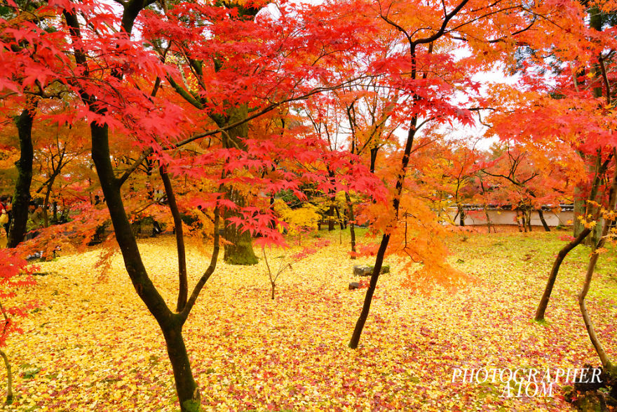 I Photographed Japanese Autumn I Photographed Japanese Autumn