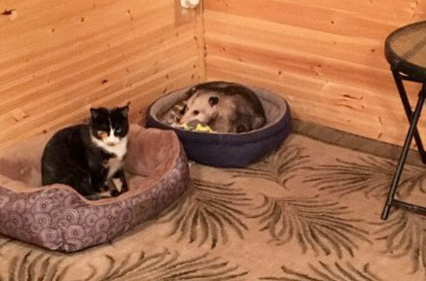 Grandma Thinks She’s Been Taking Care Of Three Kittens Until Her Grandson Notices One Of Them Is Not A Kitten At All Grandma Thinks She’s Been Taking Care Of Three Kittens Until Her Grandson Notices One Of Them Is Not A Kitten At All