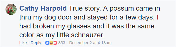 Grandma Thinks She’s Been Taking Care Of Three Kittens Until Her Grandson Notices One Of Them Is Not A Kitten At All Grandma Thinks She’s Been Taking Care Of Three Kittens Until Her Grandson Notices One Of Them Is Not A Kitten At All