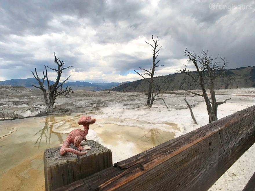 These Dinosaur-Mushroom Toys Have Traveled More Than Most People These Dinosaur-Mushroom Toys Have Traveled More Than Most People