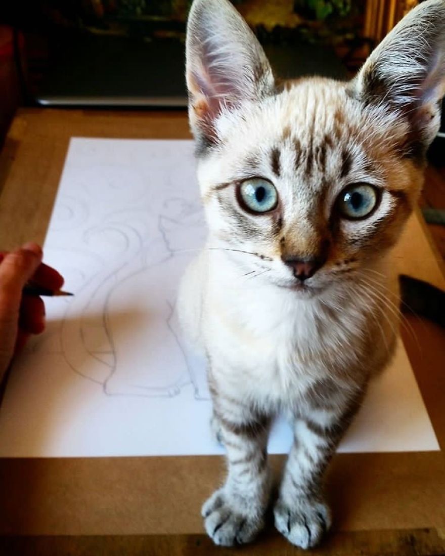 My Cat Helped Me To Create A New Calendar My Cat Helped Me To Create A New Calendar