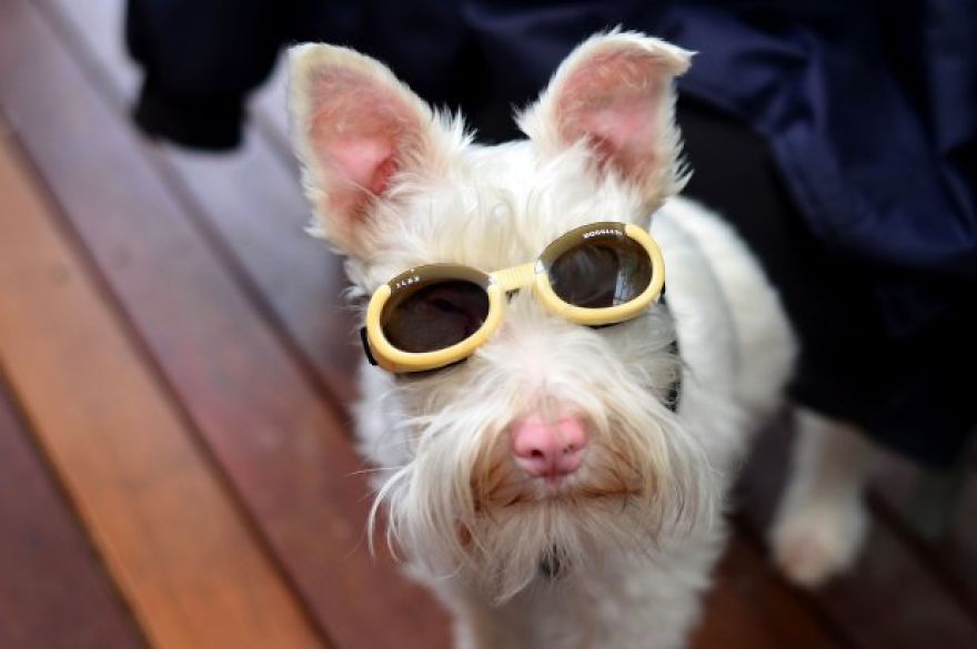 Albino Puppy Wears Special Sunglasses For Protection To Survive Albino Puppy Wears Special Sunglasses For Protection To Survive