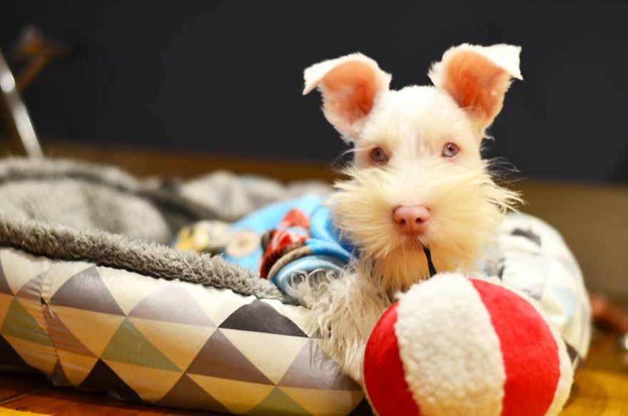 Albino Puppy Wears Special Sunglasses For Protection To Survive Albino Puppy Wears Special Sunglasses For Protection To Survive