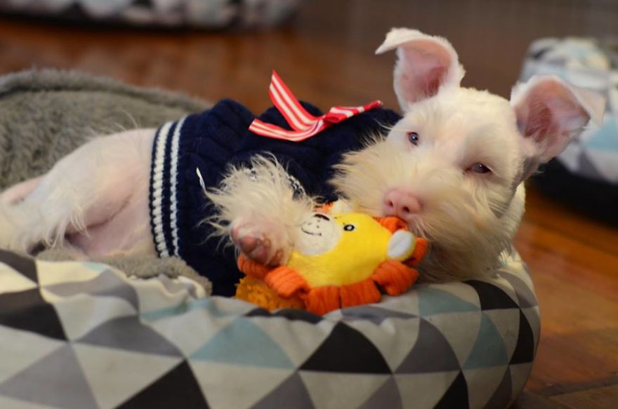 Albino Puppy Wears Special Sunglasses For Protection To Survive Albino Puppy Wears Special Sunglasses For Protection To Survive