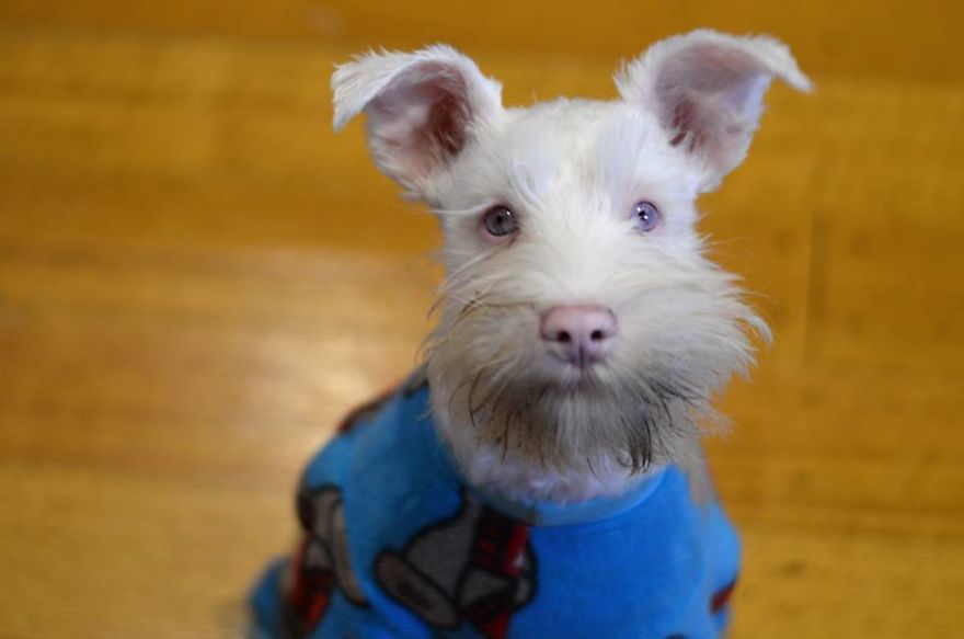 Albino Puppy Wears Special Sunglasses For Protection To Survive Albino Puppy Wears Special Sunglasses For Protection To Survive