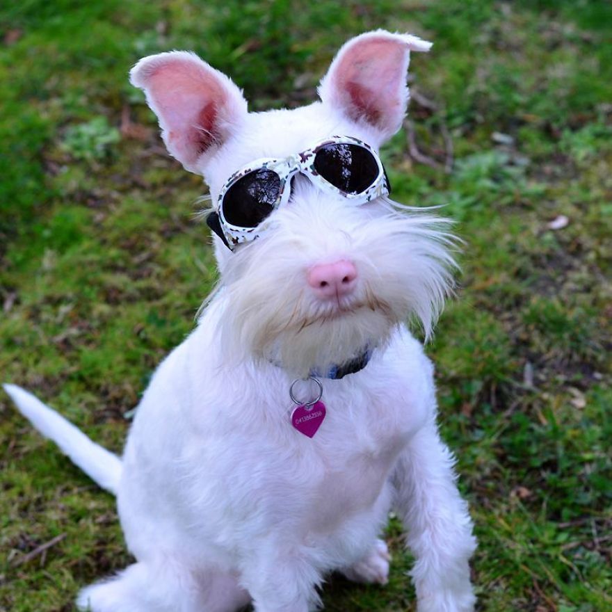 Albino Puppy Wears Special Sunglasses For Protection To Survive Albino Puppy Wears Special Sunglasses For Protection To Survive