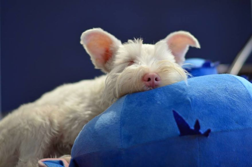 Albino Puppy Wears Special Sunglasses For Protection To Survive Albino Puppy Wears Special Sunglasses For Protection To Survive
