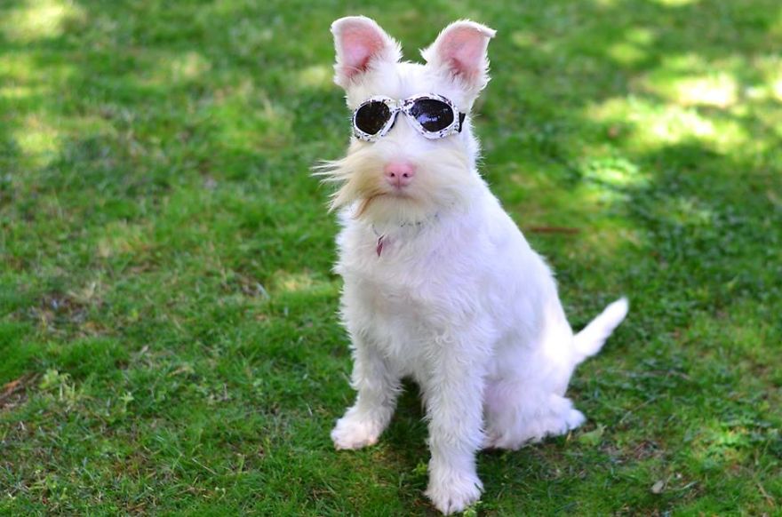 Albino Puppy Wears Special Sunglasses For Protection To Survive Albino Puppy Wears Special Sunglasses For Protection To Survive