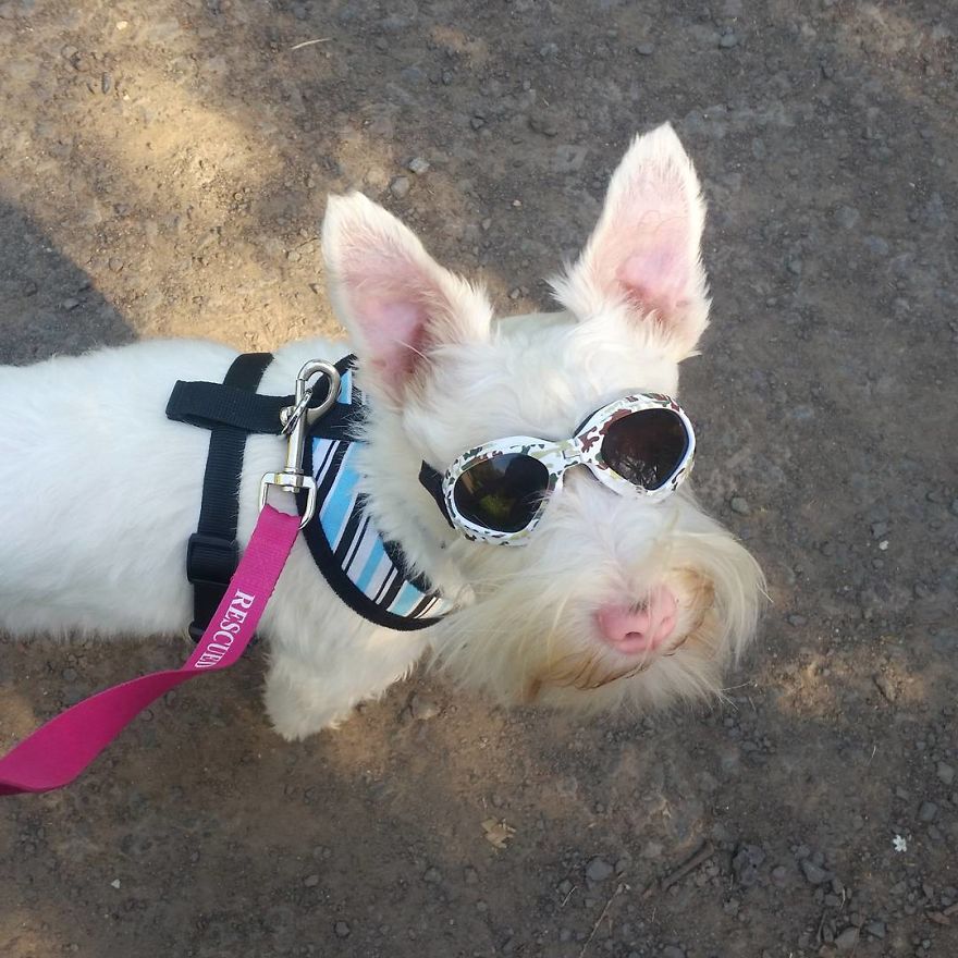 Albino Puppy Wears Special Sunglasses For Protection To Survive Albino Puppy Wears Special Sunglasses For Protection To Survive