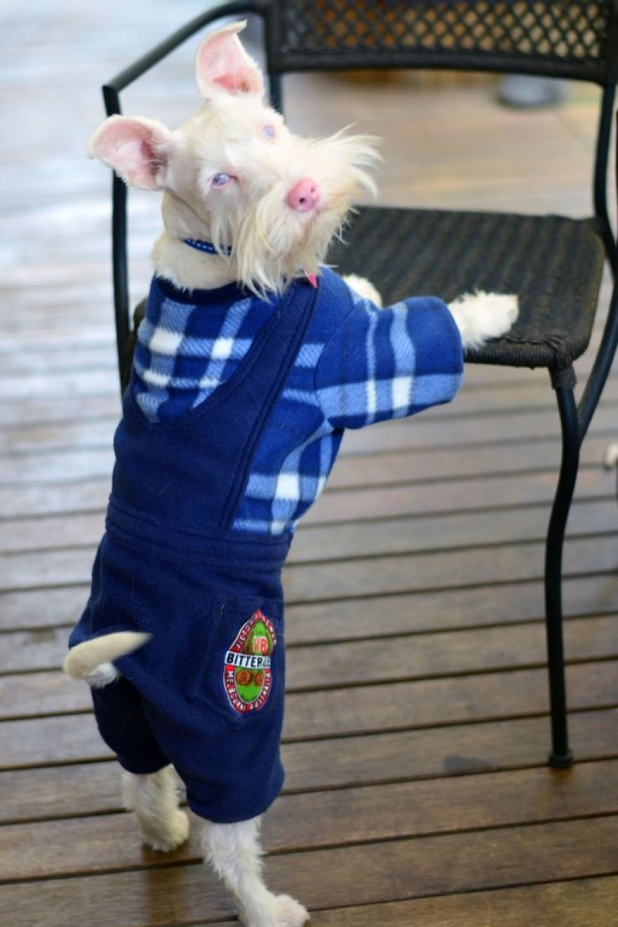 Albino Puppy Wears Special Sunglasses For Protection To Survive Albino Puppy Wears Special Sunglasses For Protection To Survive