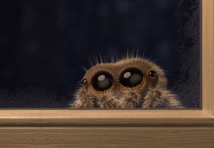 Lucas The Adorable Spider That Cured Everyone’s Arachnophobia Is Back And Wants To Come Inside