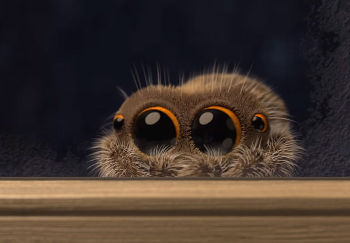 Lucas The Adorable Spider That Cured Everyone’s Arachnophobia Is Back And Wants To Come Inside