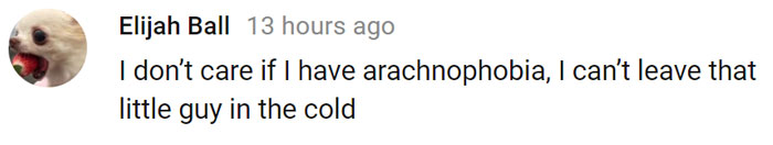 Lucas The Adorable Spider That Cured Everyone’s Arachnophobia Is Back And Wants To Come Inside