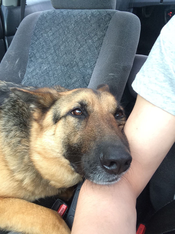 30 Shameless Pets That Stole Owner’s Partner And Didn’t Even Feel Sorry 30 Shameless Pets That Stole Owner’s Partner And Didn’t Even Feel Sorry