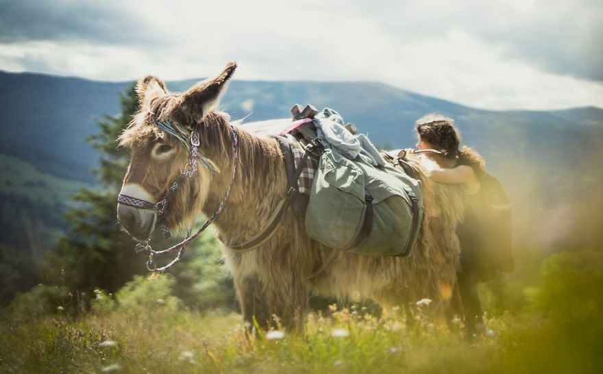 We Bought A Donkey And Took Him On A Road Trip