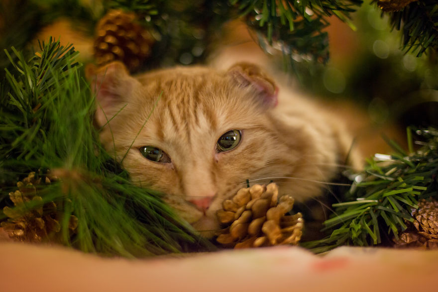 I Unboxed Christmas Decorations And The Cats Are Shook I Unboxed Christmas Decorations And The Cats Are Shook