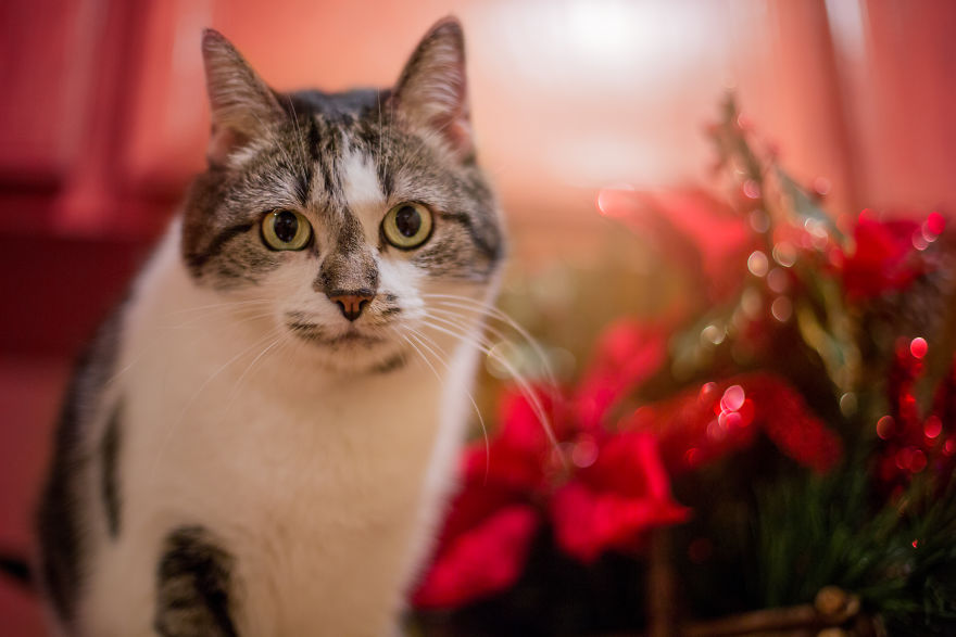 I Unboxed Christmas Decorations And The Cats Are Shook I Unboxed Christmas Decorations And The Cats Are Shook