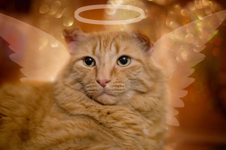 I Unboxed Christmas Decorations And The Cats Are Shook I Unboxed Christmas Decorations And The Cats Are Shook