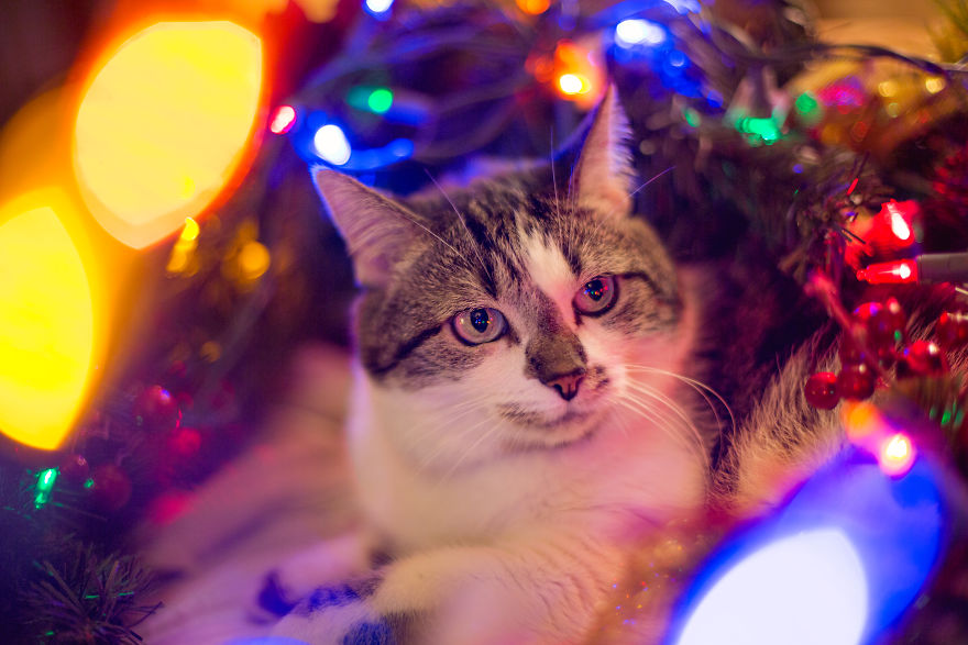 I Unboxed Christmas Decorations And The Cats Are Shook I Unboxed Christmas Decorations And The Cats Are Shook