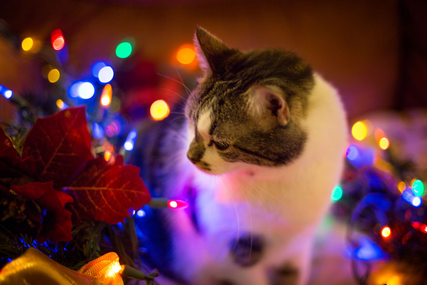 I Unboxed Christmas Decorations And The Cats Are Shook I Unboxed Christmas Decorations And The Cats Are Shook