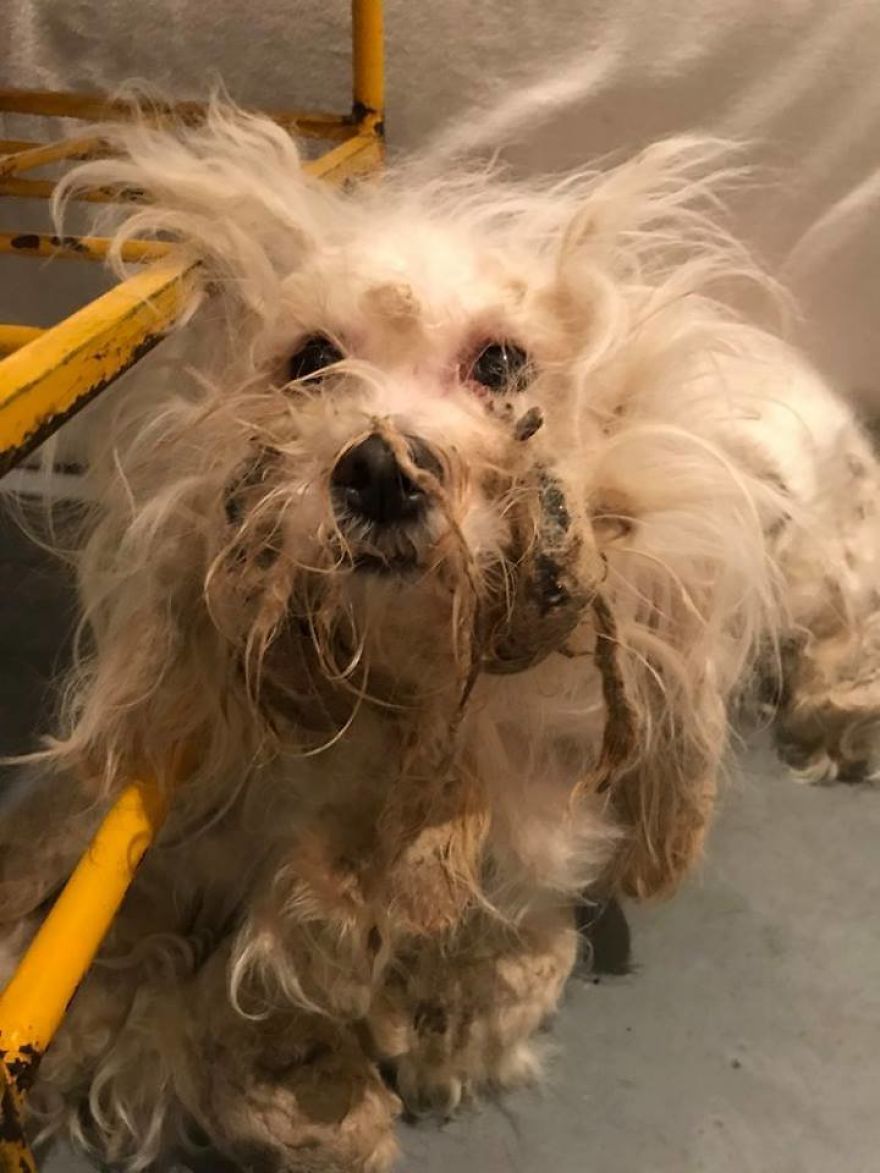 Stray Dog Can’t Stop Smiling After Rescuers Shave Off His Matted Fur Stray Dog Can’t Stop Smiling After Rescuers Shave Off His Matted Fur