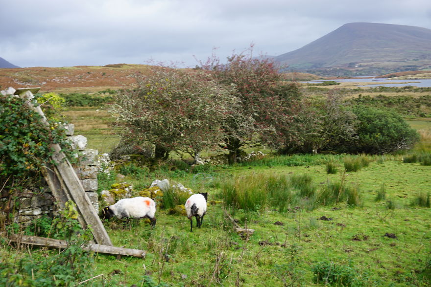 I Took These Delightful Photos While Biking Ireland&#8217;s Great Western Greenway