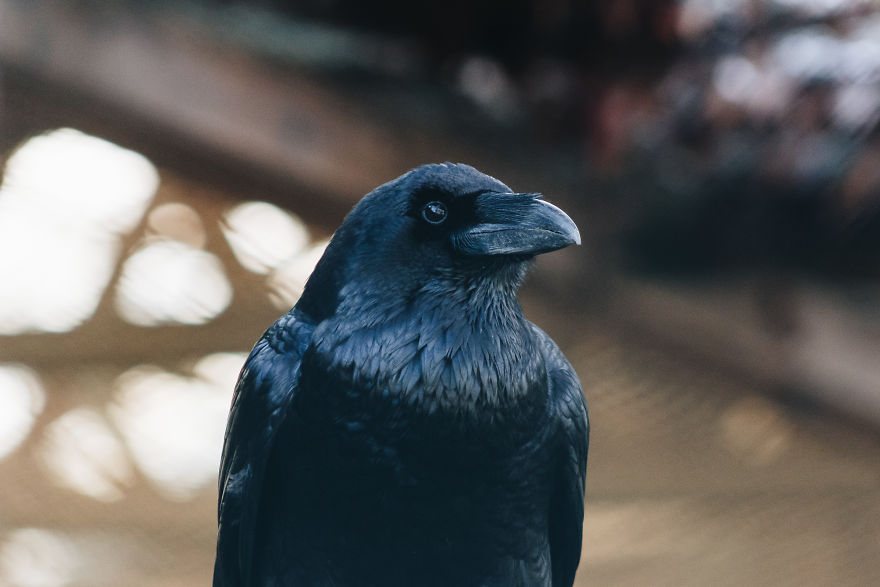 I Try To Capture Candid Portraits Of Animals I Come Across