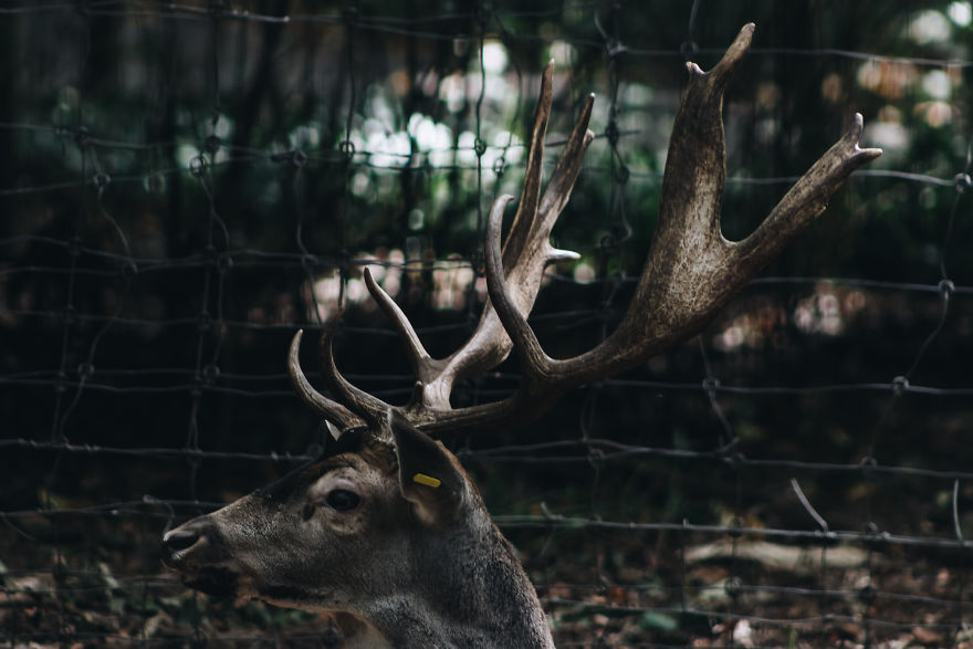 I Try To Capture Candid Portraits Of Animals I Come Across