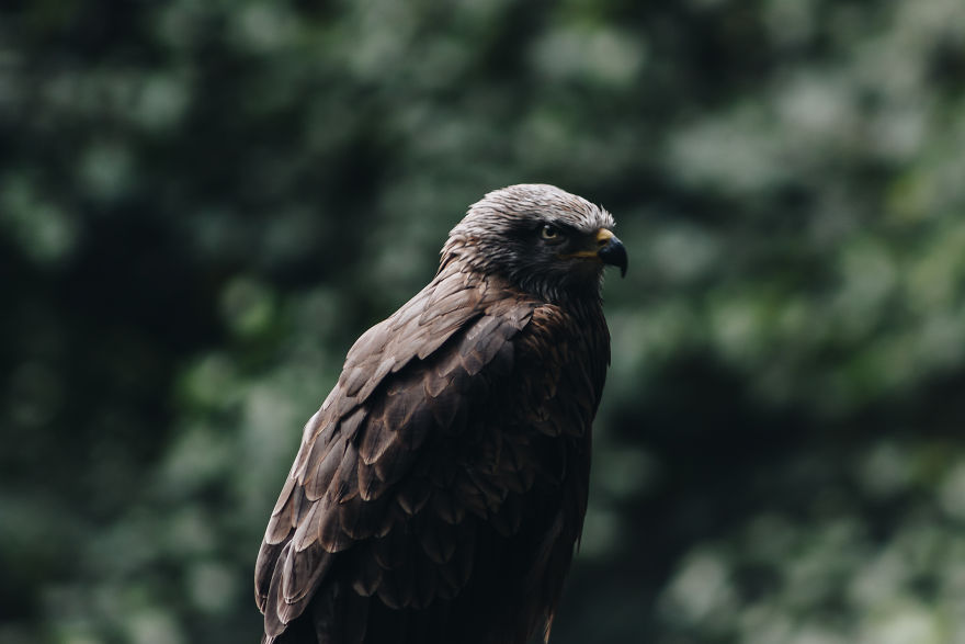 I Try To Capture Candid Portraits Of Animals I Come Across