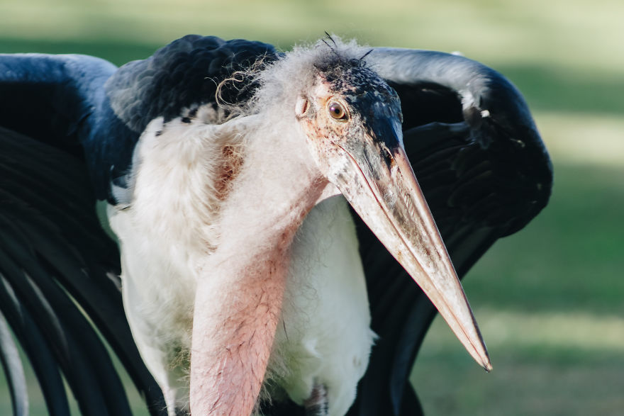 I Try To Capture Candid Portraits Of Animals I Come Across