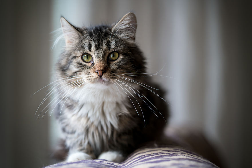 Give Christmas To A Furry Friend