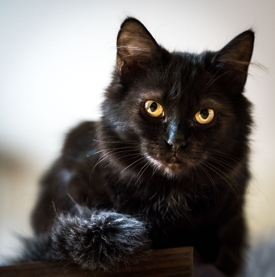 Give Christmas To A Furry Friend