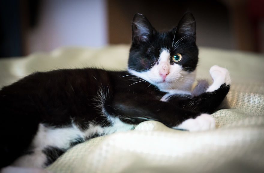 Give Christmas To A Furry Friend