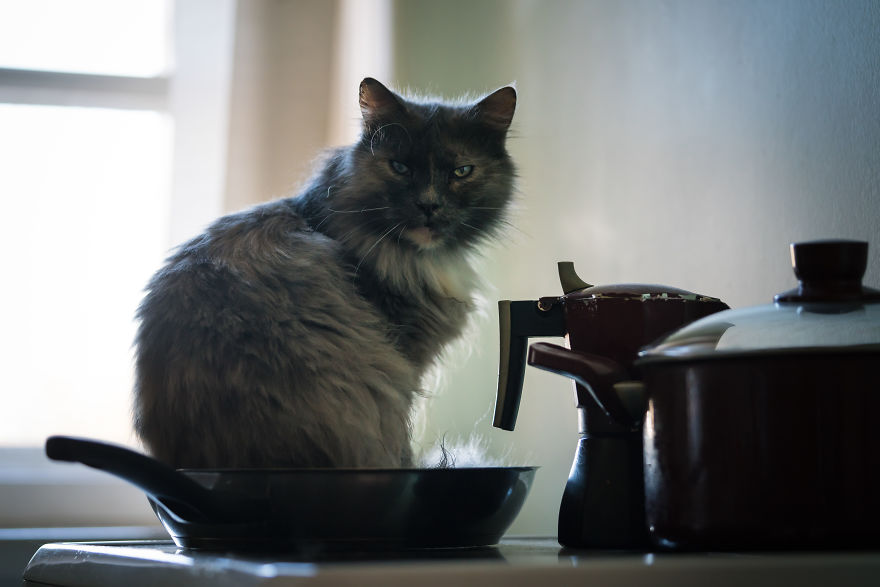 Give Christmas To A Furry Friend