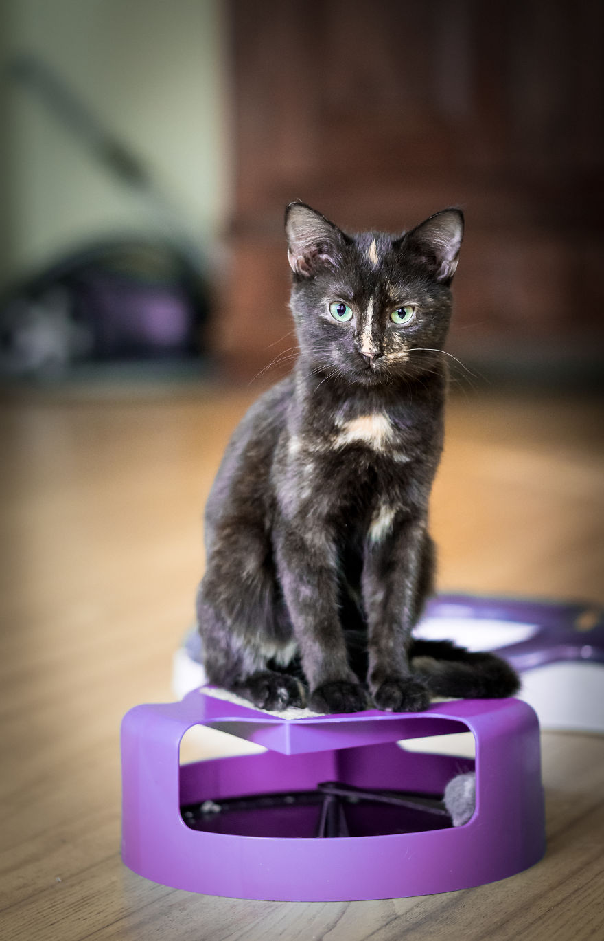 Give Christmas To A Furry Friend