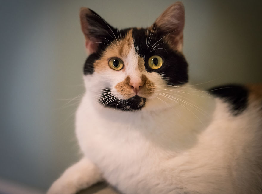 Give Christmas To A Furry Friend