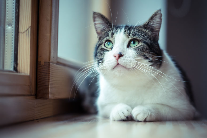 Give Christmas To A Furry Friend